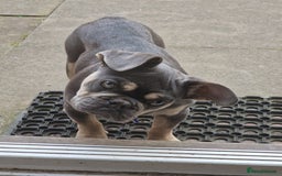 French Bulldog dogs for sale: Male 7 month old frenchie  - Image 6