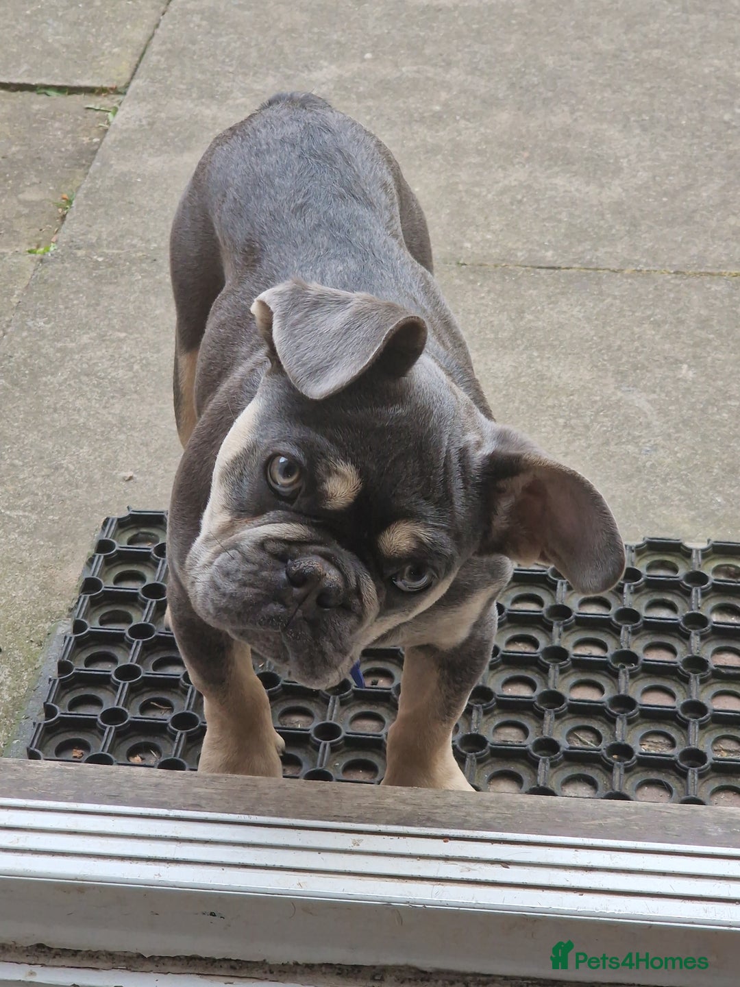 French Bulldog dogs for sale: Male 7 month old frenchie  - Image 6