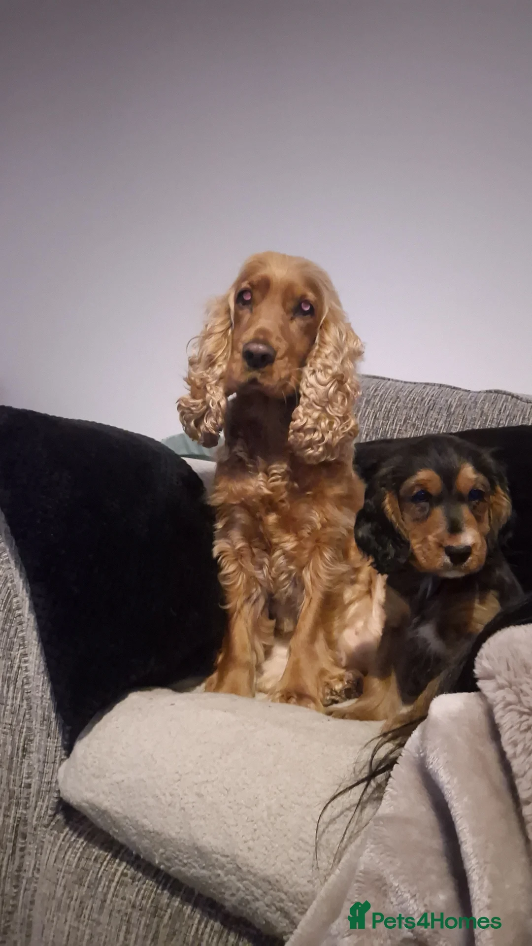 Cockapoo dogs for sale: Cockerpoo girls puppy - Advert 2