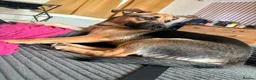 German Shepherd dogs for sale: German shepherd cross both - Advert 6