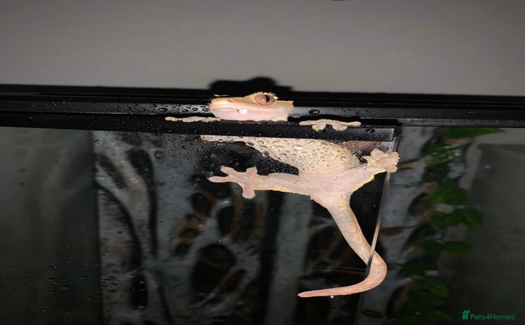 Gecko reptiles - Advert 2