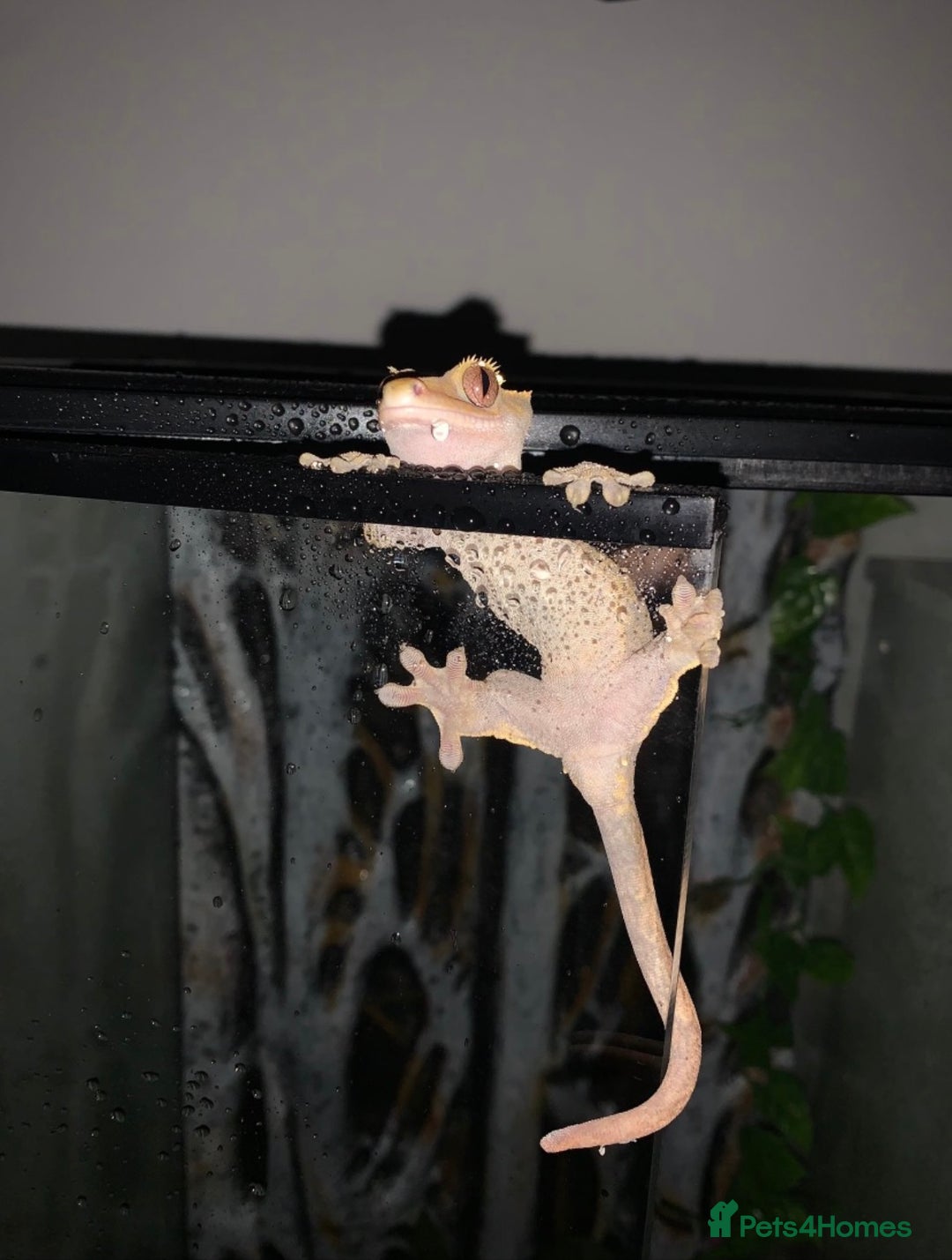 Gecko reptiles for sale: 5 Year Old Crested Gecko + Full Setup & Food - Image 1