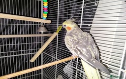 Cockatiels birds for sale: Female cockateil  - Advert 5