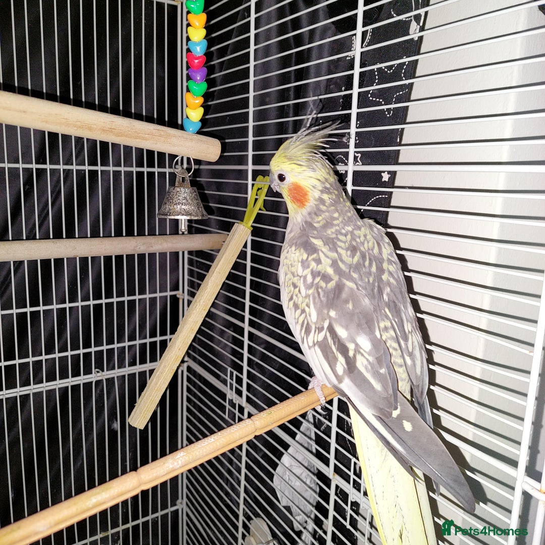 Cockatiels birds for sale: Female cockateil  - Advert 5