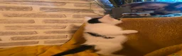 Mixed Breed cats for sale:  Ready to go to their forever homes - Advert 31