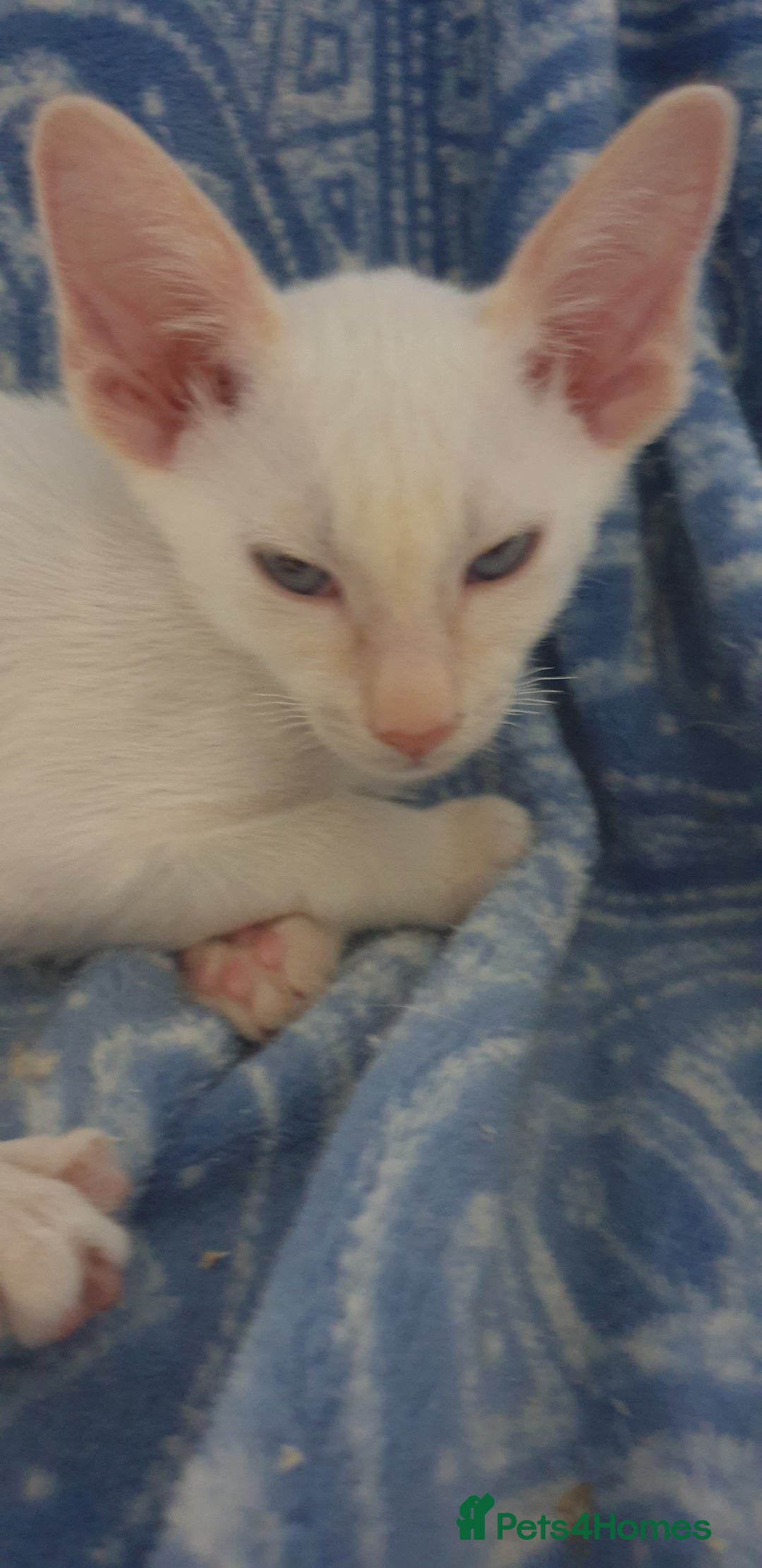 Siamese cats for sale: GCCF - 3 Siamese Boys - Red Point available in Darwen - Image 18