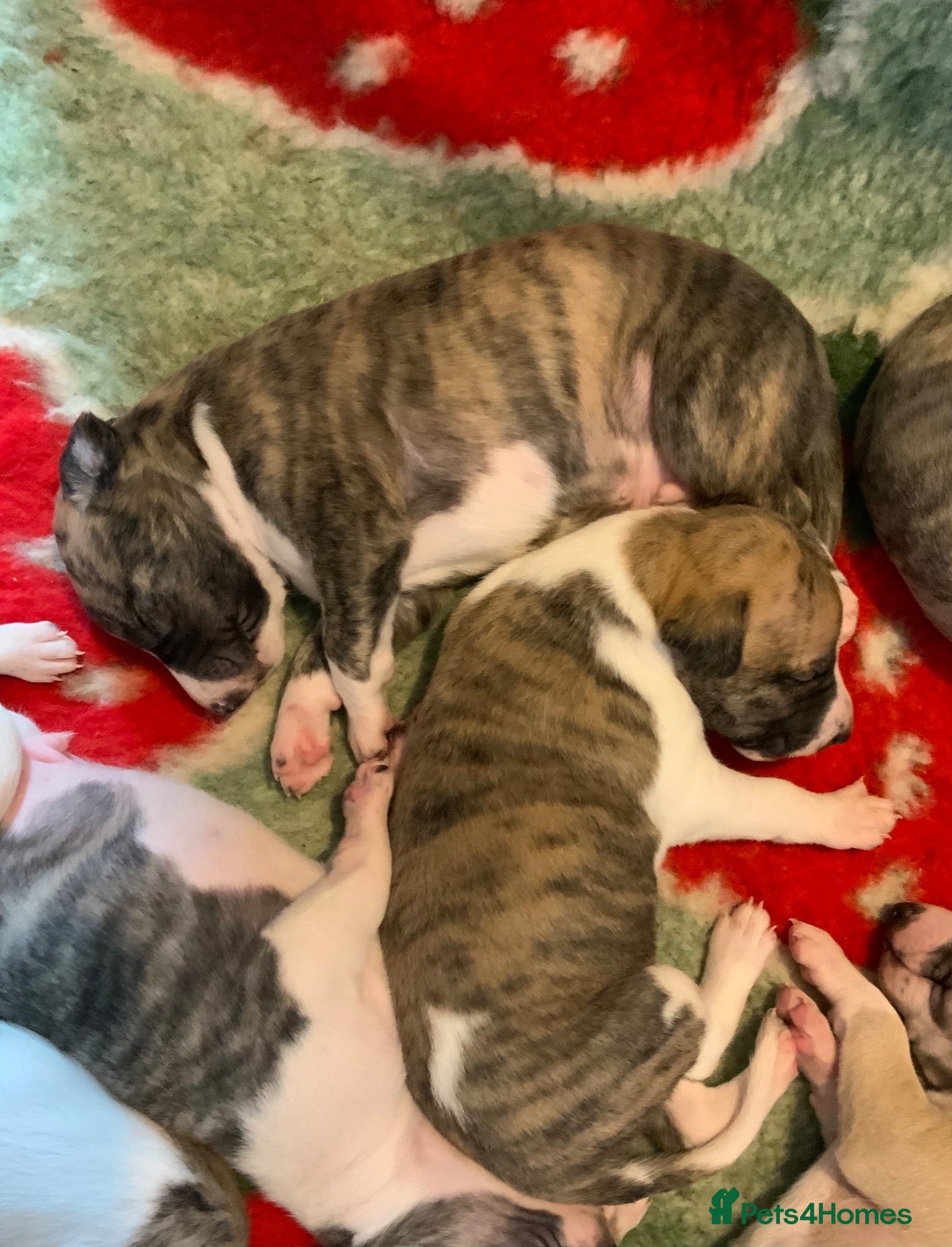 Whippet dogs for sale: Show Quality KC Registered Litter - Advert 11