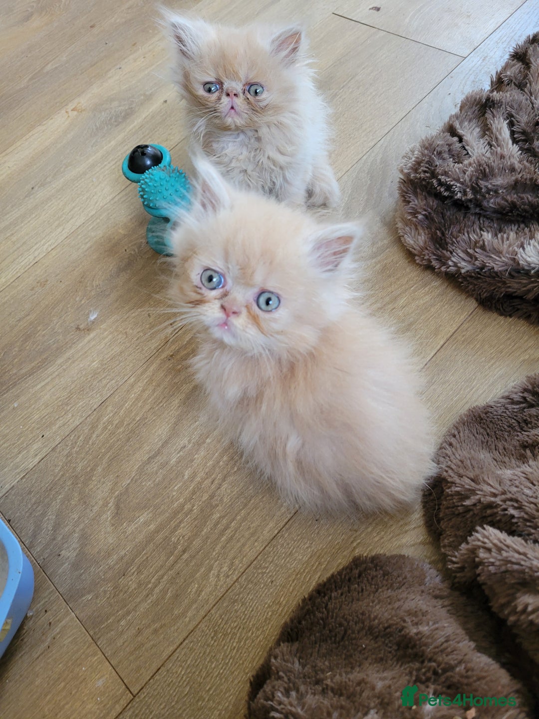 Persian cats for sale: 4 stunning full Persian  kittens ready now  - Image 9