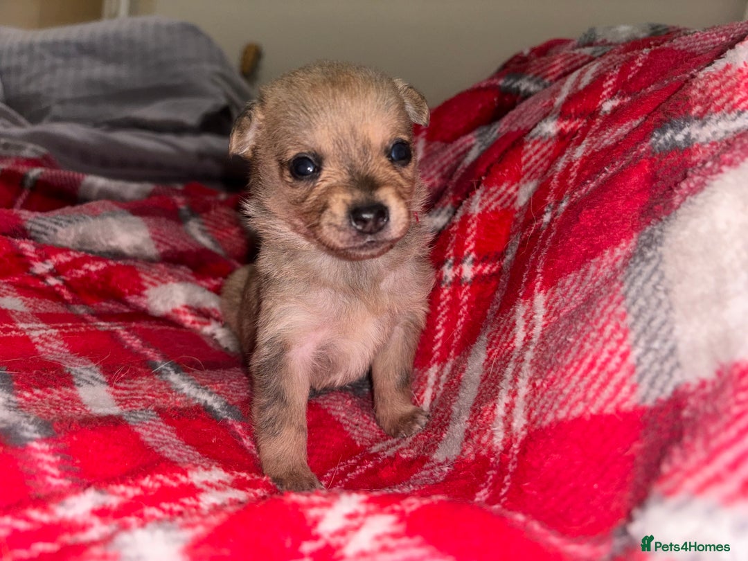 Chihuahua dogs for sale: Merle Chihuahuas 🩵 🩷 3 boys 2 girls available  - Advert 10