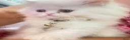 Persian cats for sale: Exotics - doll face kittens PERSIAN - Advert 2