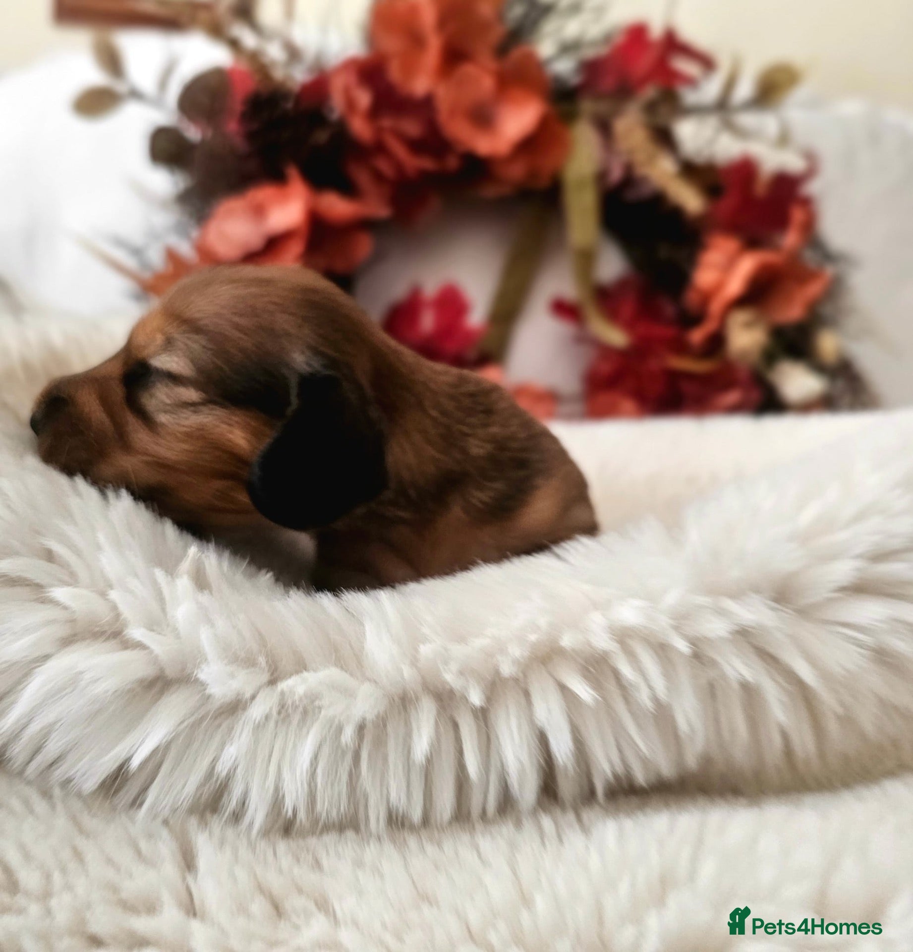 Miniature Dachshund dogs Beautiful Tiny shaded cream girls - Advert 2
