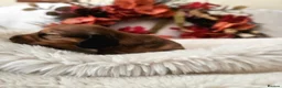 Miniature Dachshund dogs for sale: Beautiful Tiny shaded cream girls - Advert 2