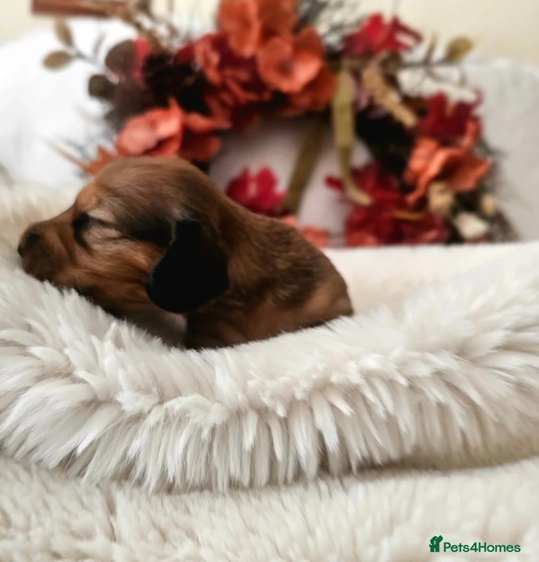 Miniature Dachshund dogs for sale: Beautiful Tiny shaded cream girls - Advert 2