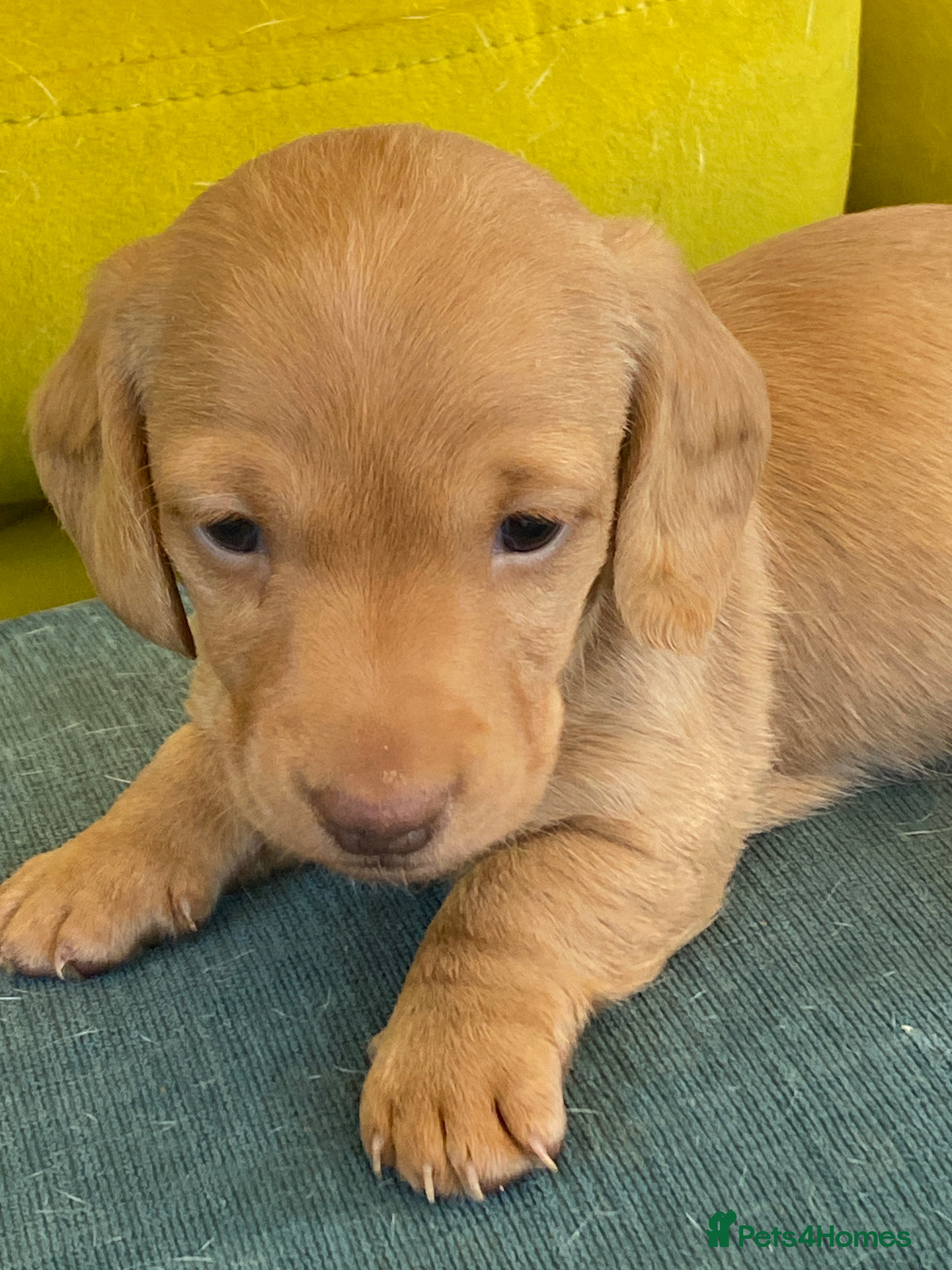 Miniature Dachshund dogs Gorgeous miniature smooth coated dachshunds  - Advert 5
