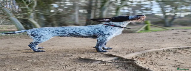Roo