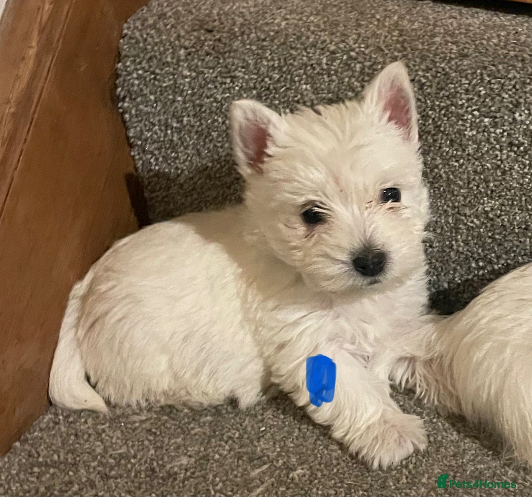 West Highland Terrier dogs for sale: Beautiful west highland puppies - Advert 3