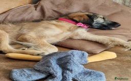 Goldendoodle dogs for sale: MultiGen Goldendoodles  - Image 4