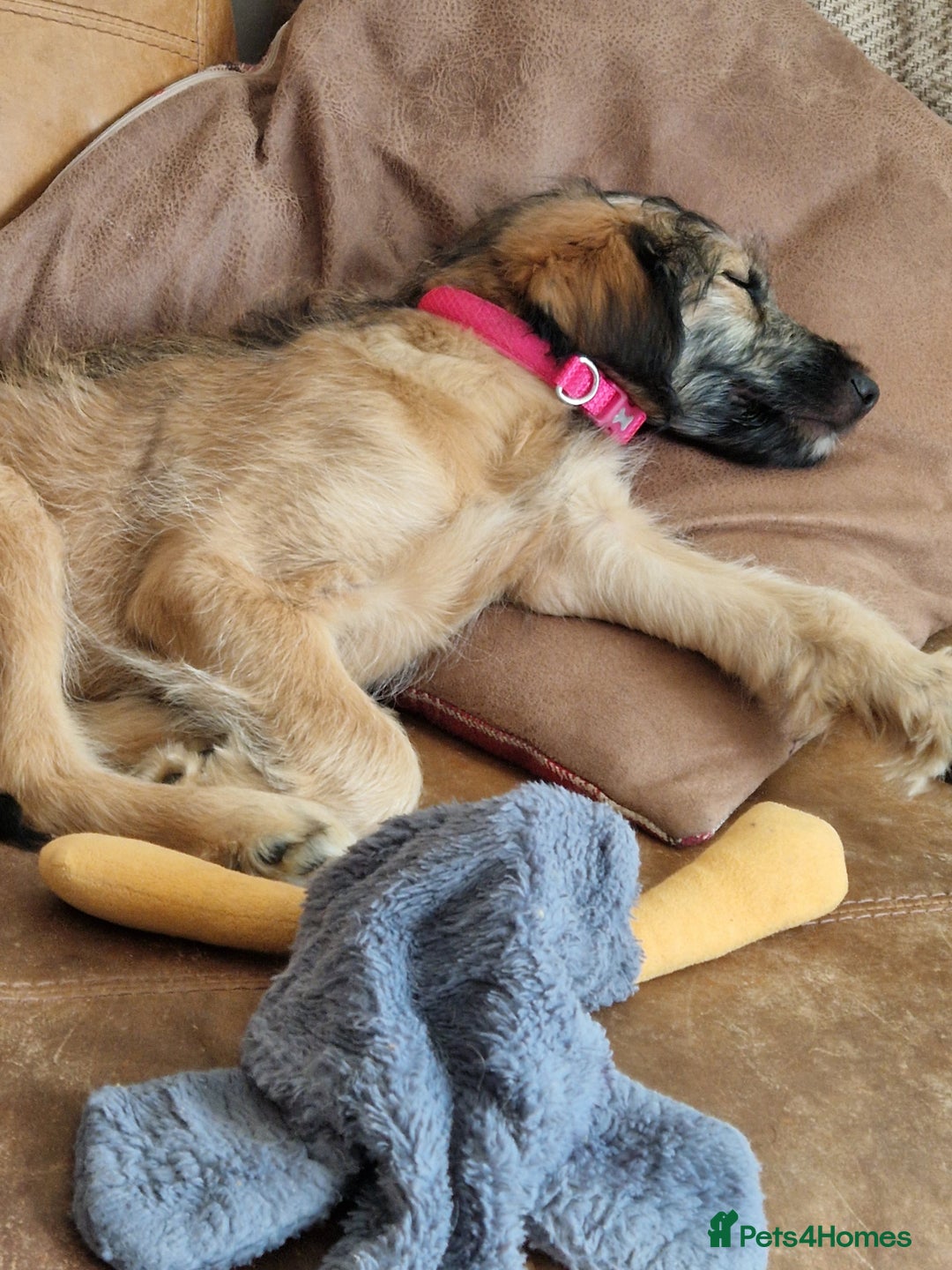 Goldendoodle dogs for sale: MultiGen Goldendoodles  - Image 4