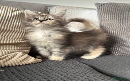 Maine Coon cats for sale: Maine coon kittens POLYDACTYL FEMALES  - Image 8