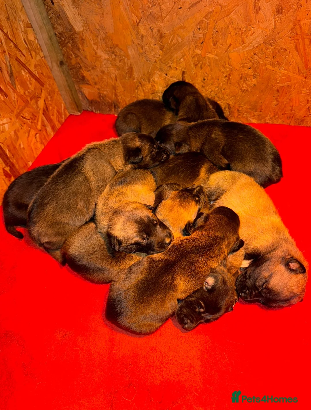 Belgian Shepherd Dog dogs for sale: Belgian Malinois puppies  - Advert 2