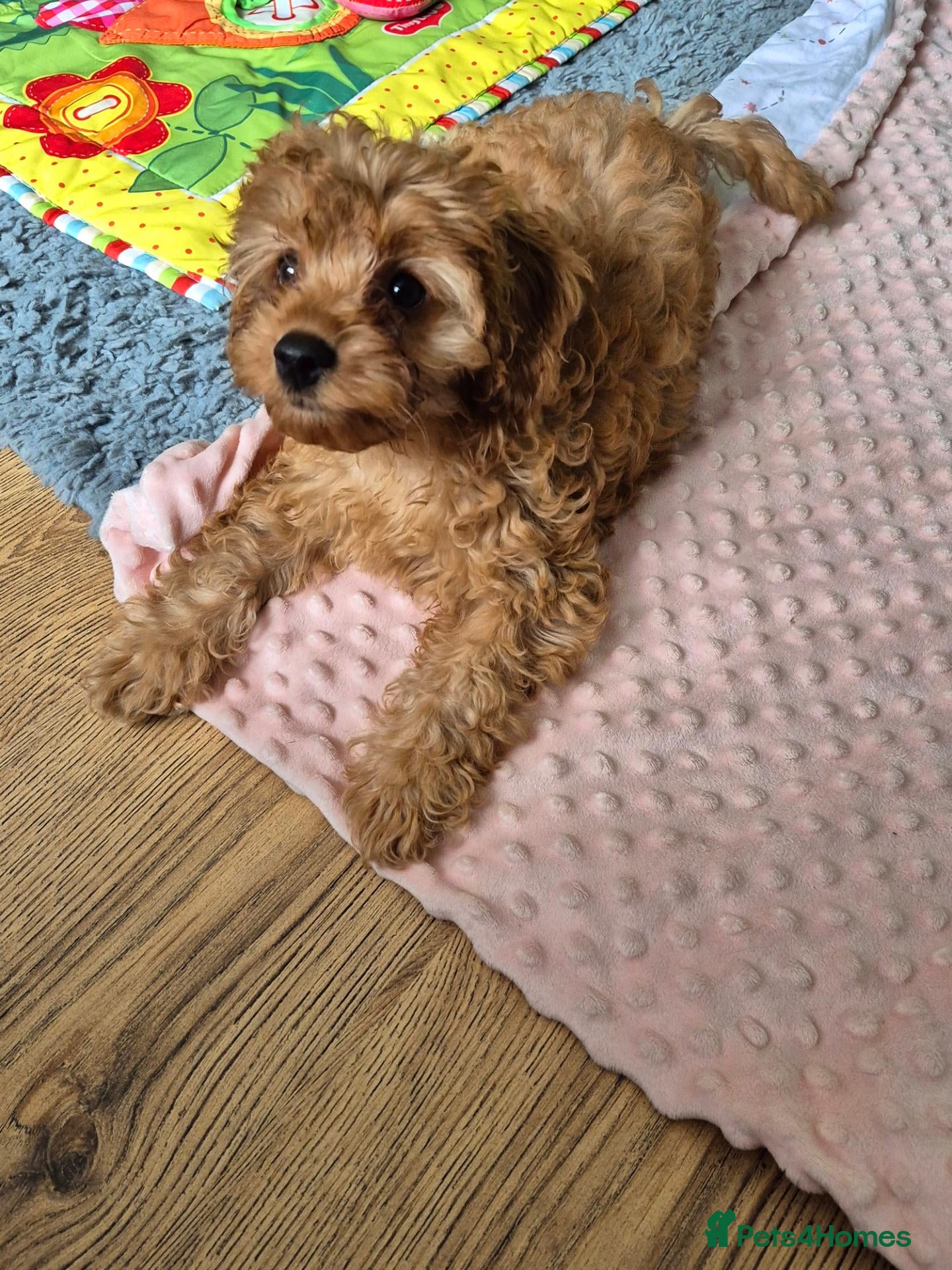Cavapoo dogs Amazing Miniature cavapoo f1b puppies - Advert 1