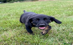 Mixed Breed dogs for sale: Big ears!! cocker spaniel x German shepherd puppys - Image 6