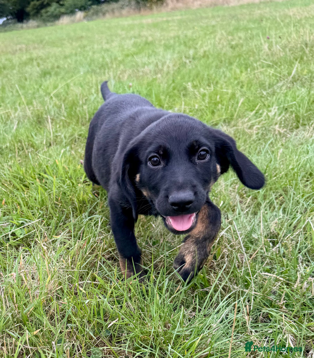 Mixed Breed dogs for sale: Big ears!! cocker spaniel x German shepherd puppys - Image 6