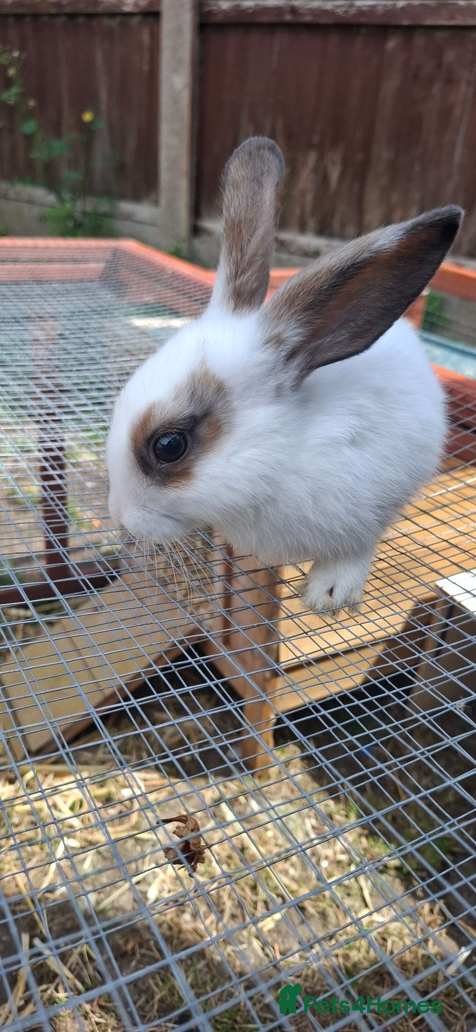 Mixed Breed rabbits Stunning 2x11 week old boys - Advert 8