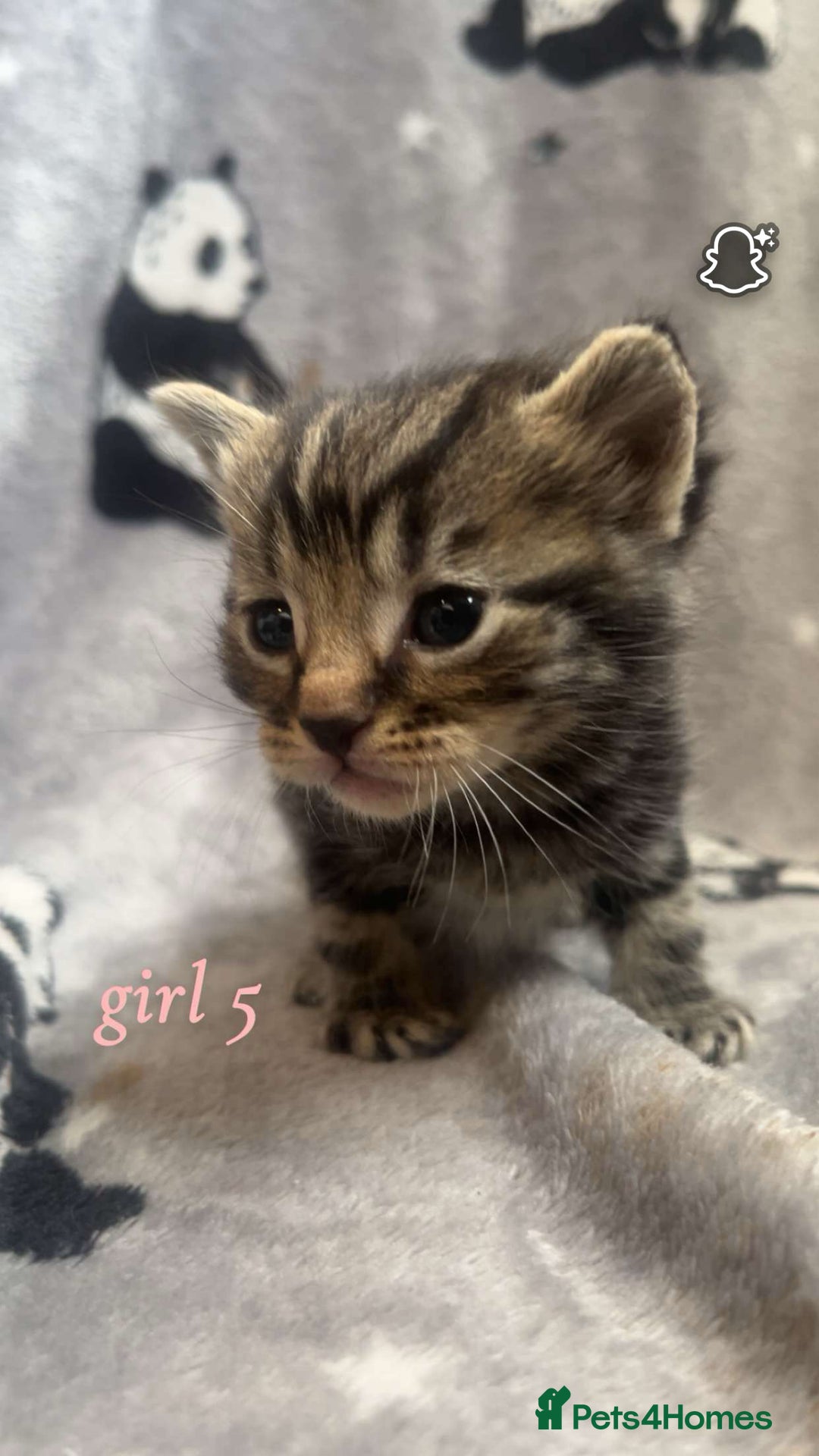 Mixed Breed cats for sale: Mainecoon mixed kittens.  - Image 7