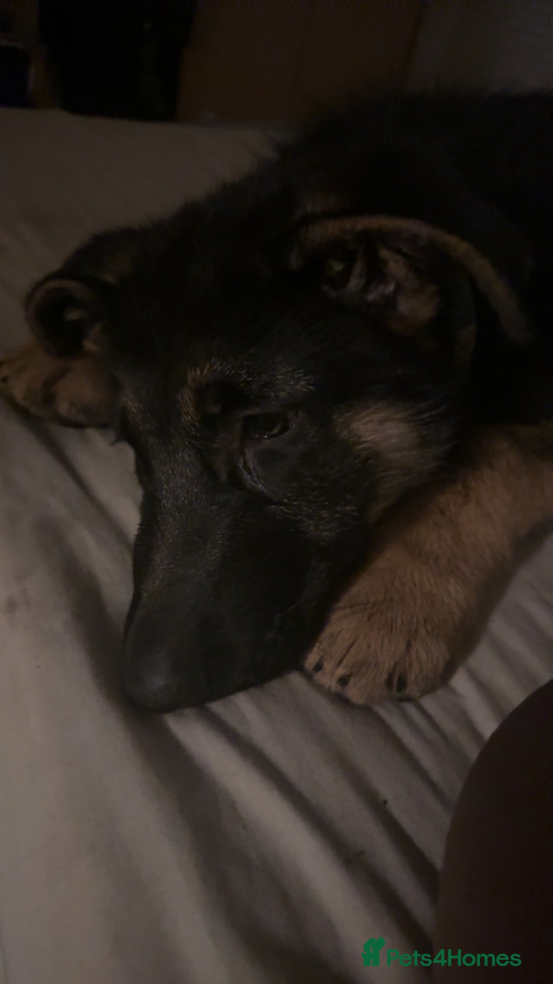 German Shepherd dogs for sale: Kenobi - 6 month old Male German Shepherd - Image 12