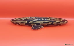 Python Snake reptiles for sale: Leopard yellowbelly het clown  - Image 3