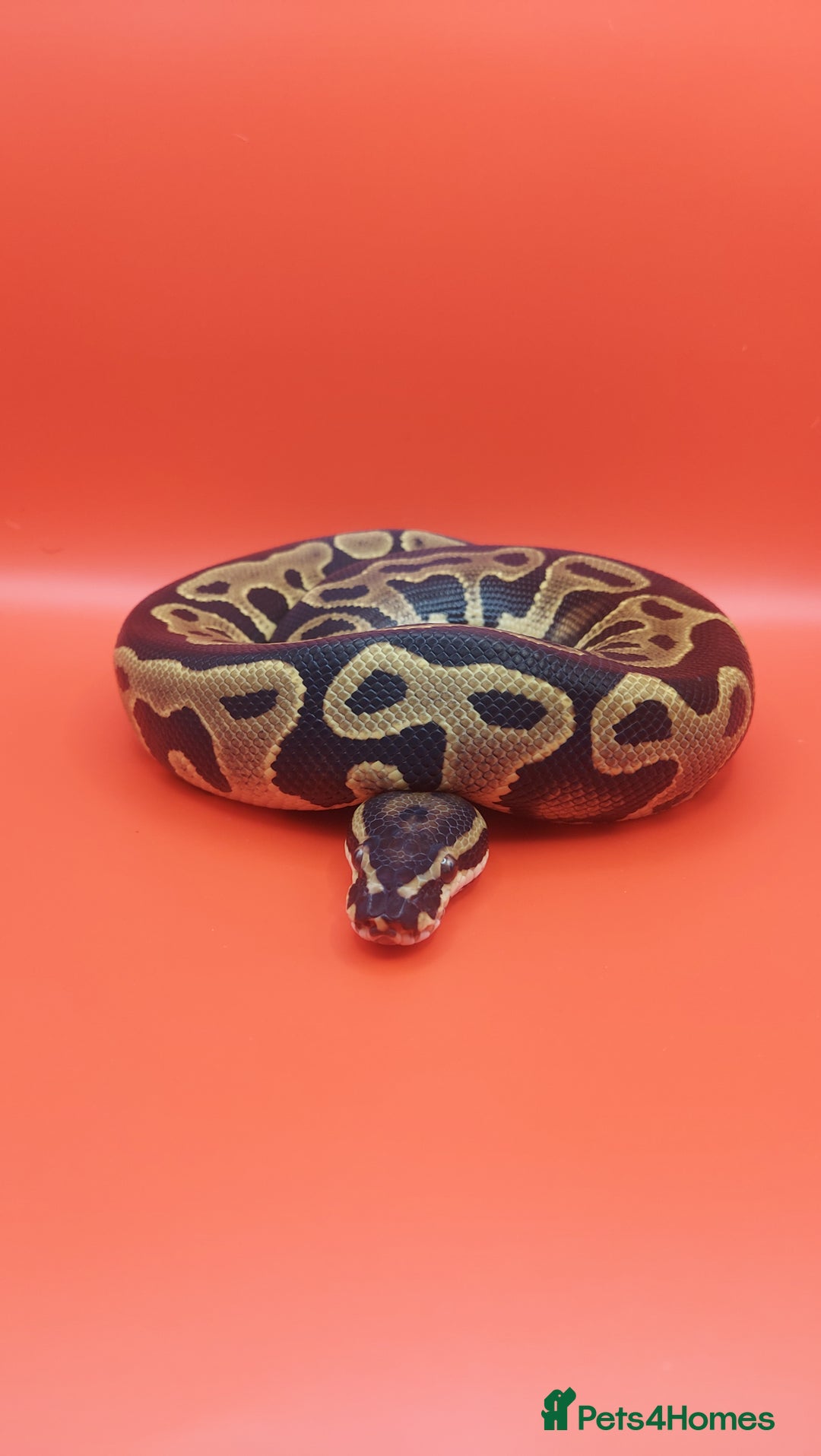 Python Snake reptiles for sale: Leopard yellowbelly het clown  - Image 3