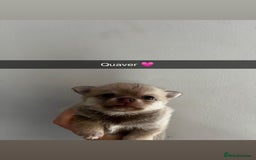 Chihuahua dogs for sale: READY NOW chihuahua x Pom puppies  - Image 36