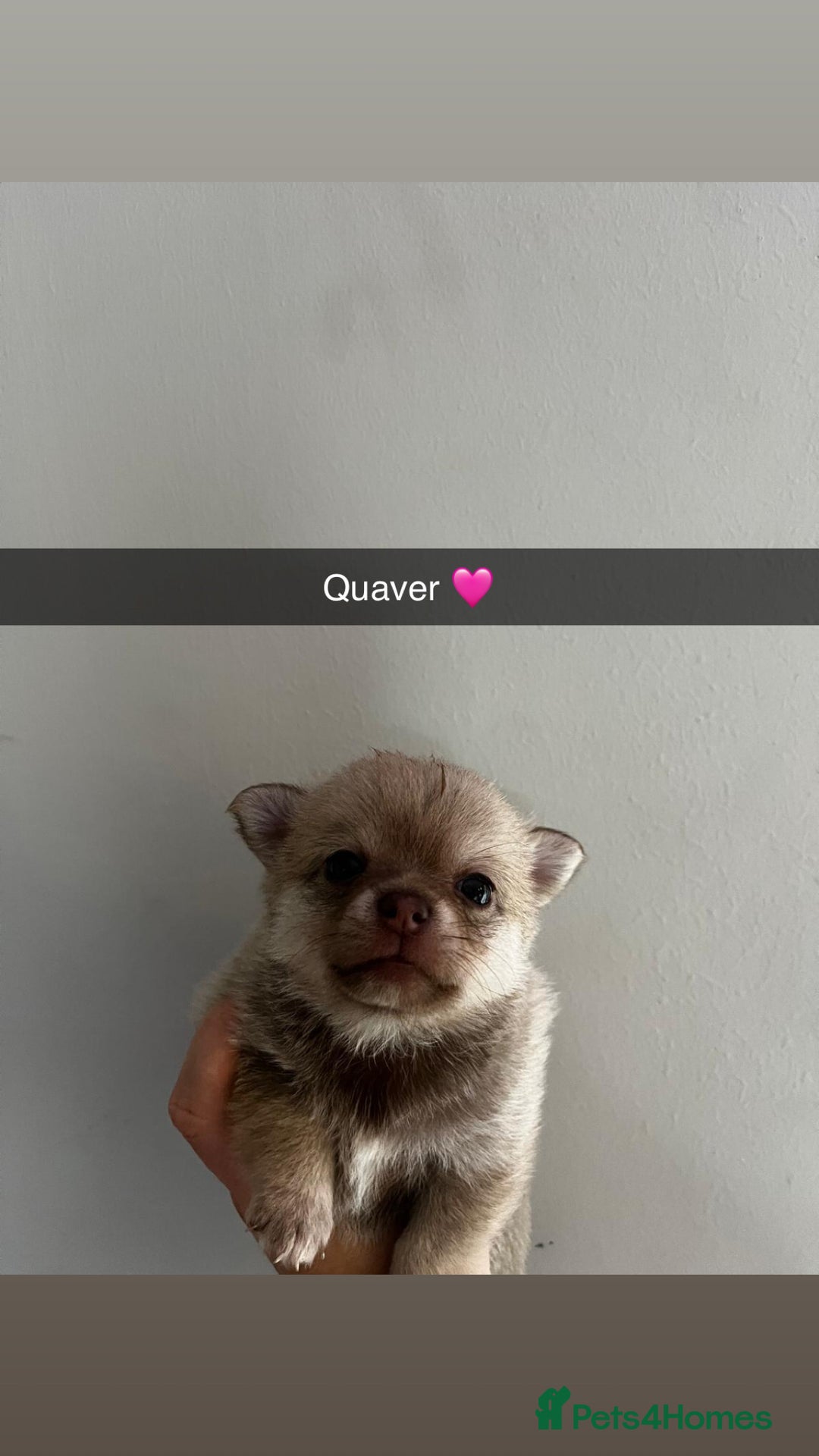 Chihuahua dogs for sale: READY NOW chihuahua x Pom puppies  - Image 36