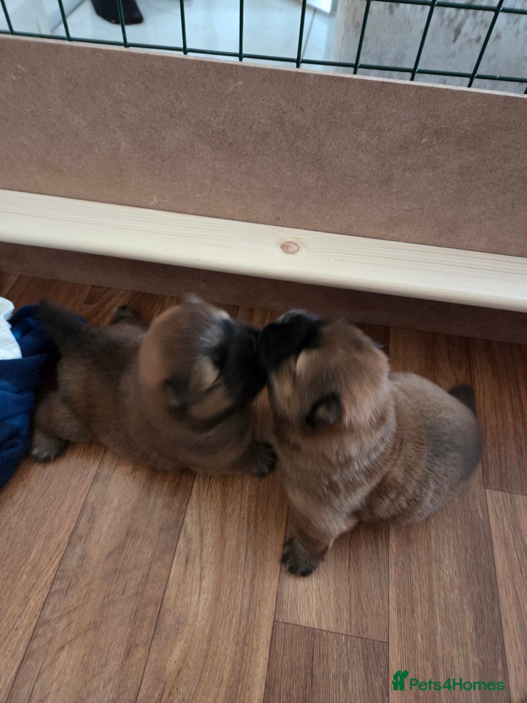 Chow Chow dogs for sale: KC REGISTERED CHOW CHOW GIRL - Advert 10