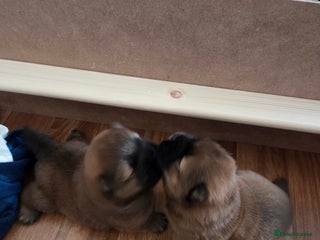 Chow Chow dogs KC REGISTERED CHOW CHOW GIRL - Advert 12