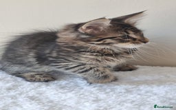 Maine Coon cats for sale: Ready to go now, Maine coon kittens - Image 7