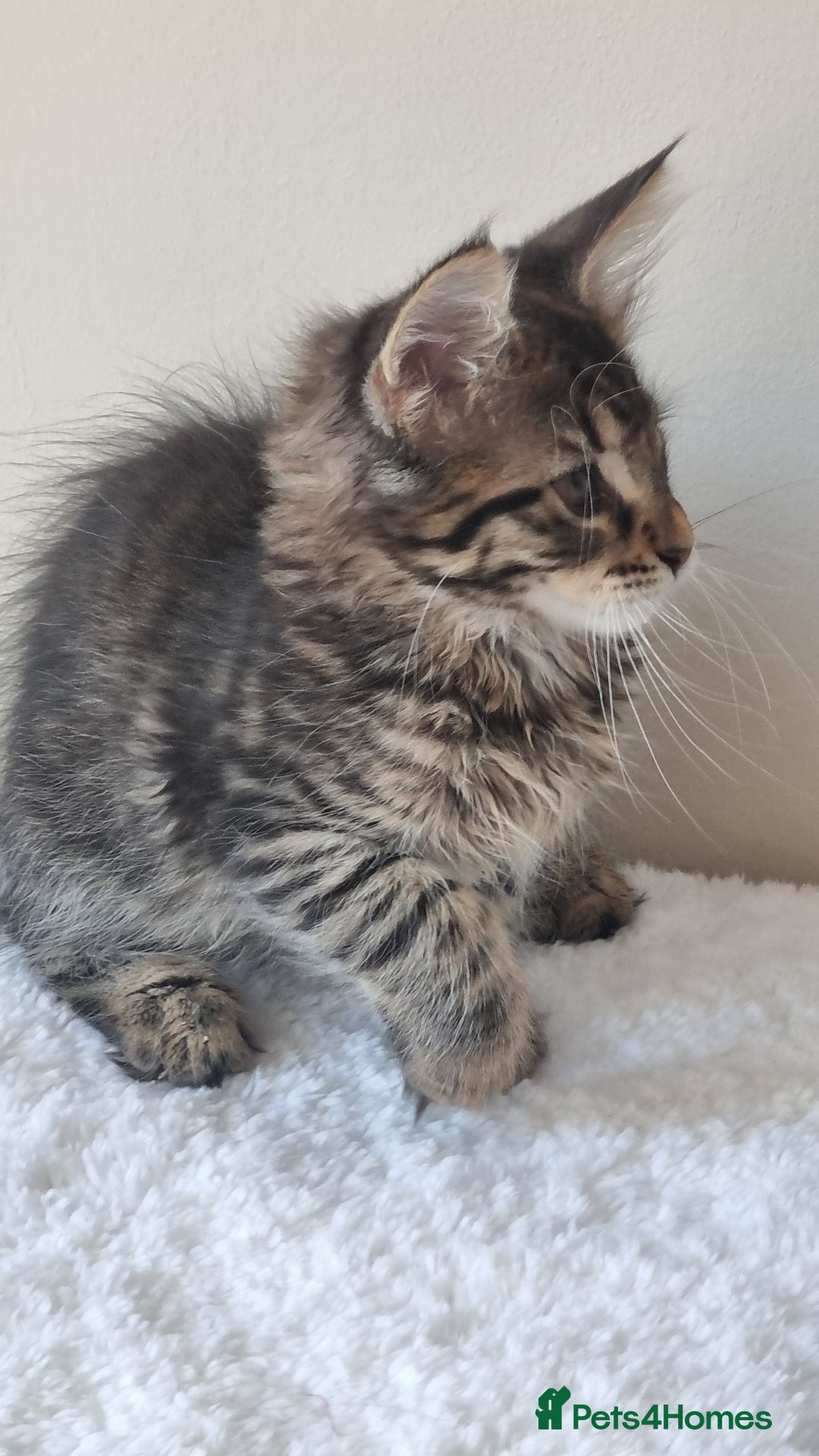 Maine Coon cats for sale: Ready to go now, Maine coon kittens - Image 7