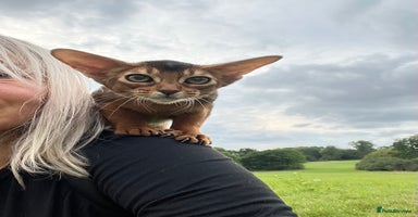 Abyssinian cats in Northwood - Advert 4