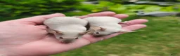 Mouse rodents for sale: Beautiful female mice available lots of colours - Advert 5