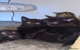 Mixed Breed cats for sale: 3 Black Grey Stripped Kittens For Sale - Image 3