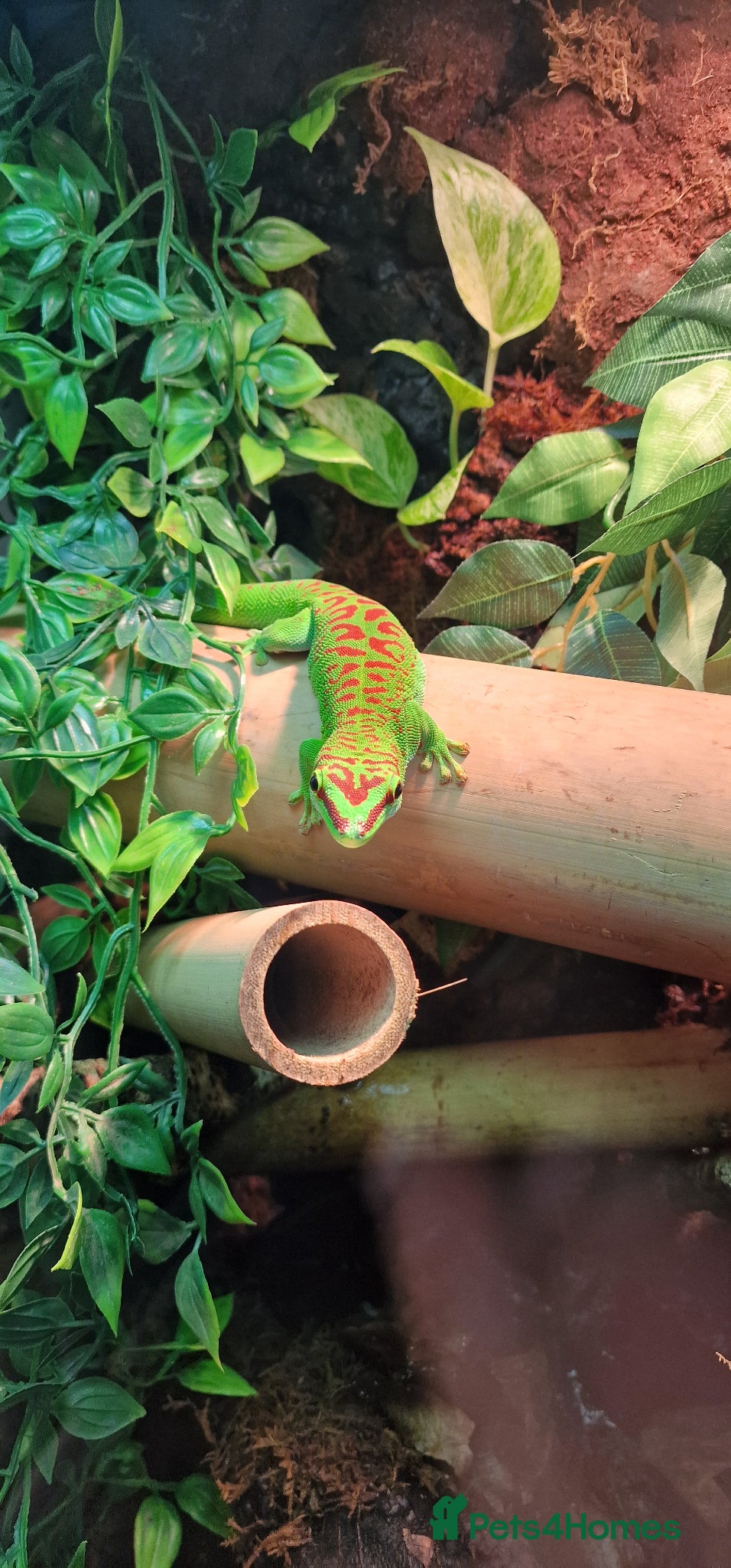 Gecko reptiles Crimson Giant Day Gecko and Bioactive terrarium - Advert 8