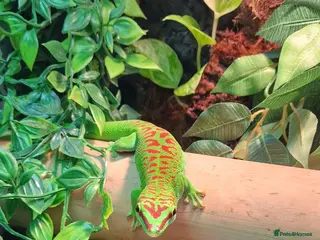 Gecko reptiles Crimson Giant Day Gecko and Bioactive terrarium - Advert 8