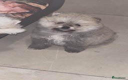 Pomeranian dogs for sale: Kc Registered Pomeranian Pups - Image 5
