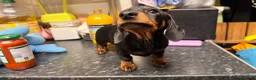 Miniature Dachshund dogs for sale: Miniature Dachshund puppies  in Redruth - Advert 6