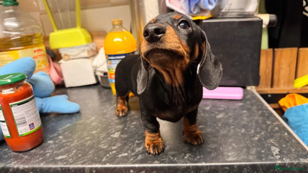 Miniature Dachshund dogs for sale: Miniature Dachshund puppies  in Redruth - Advert 6