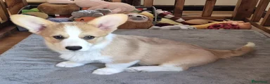 Gemelli