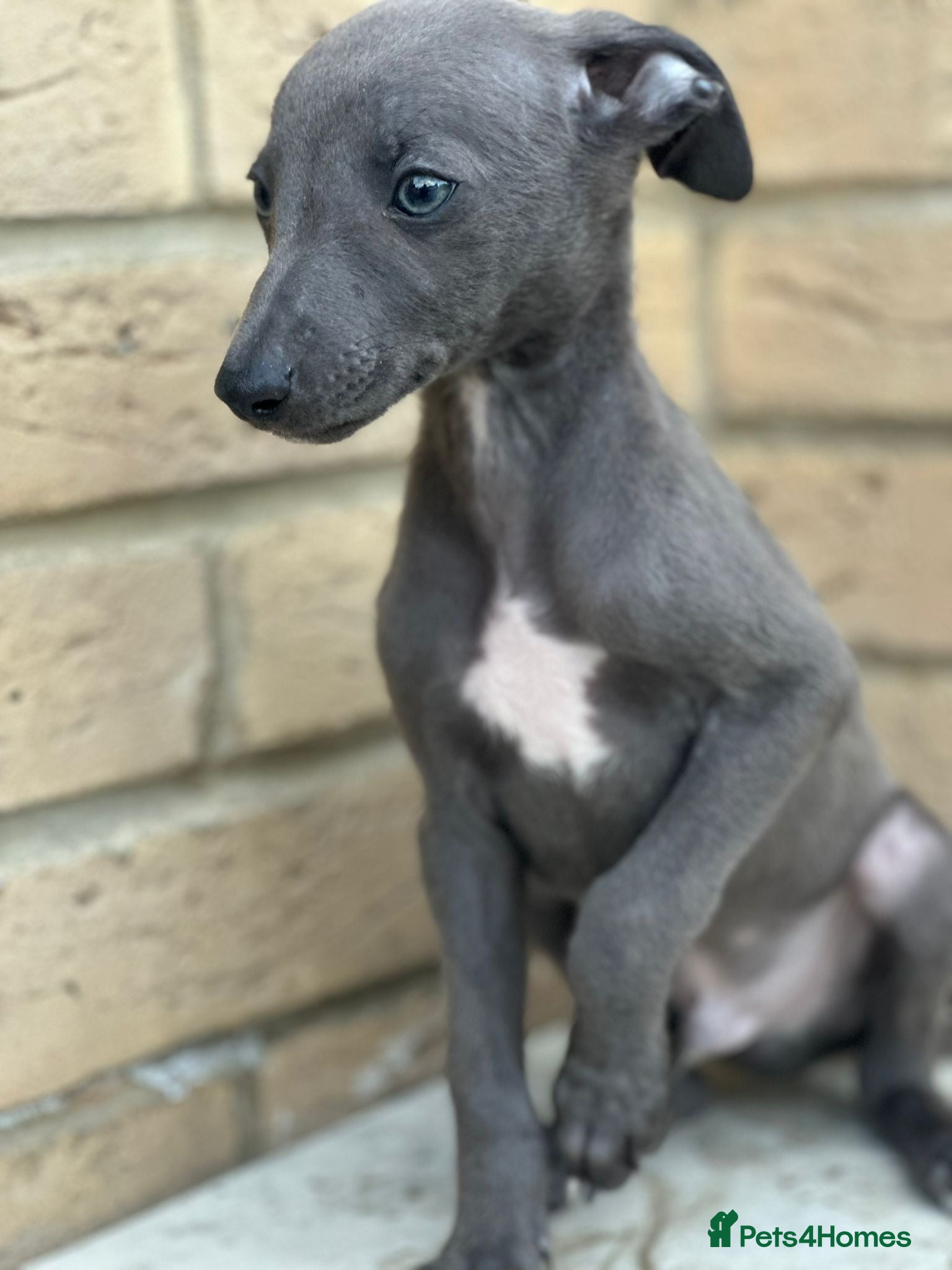 Whippet dogs for sale: Whippet pups ready now! - Advert 9