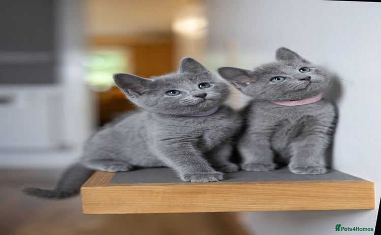 Russian Blue cats - Advert 7