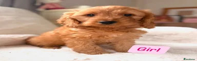 Cockapoo Puppy 5